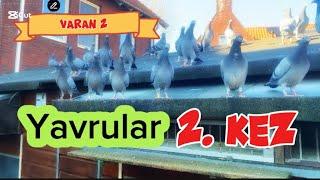 Yavruların Salımı varan 2 Yavru kümesinde kaç yavru oldu?#keşfet #music #kabootar #homingpigeons #yt