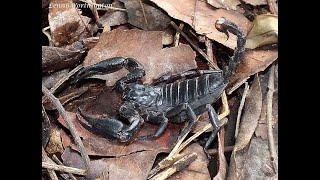 Life of scorpions during the night in a new terrarium (without sound, IR)