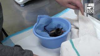 2 penguin chicks are Cincinnati Zoo's first babies of 2020