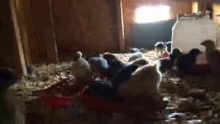 30 chicks live! 100 sub special