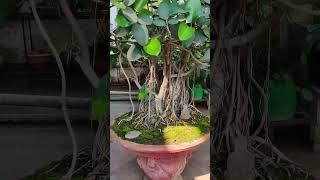 Banyan bonsai #shorts #youtubeshorts #youtube #bonsai