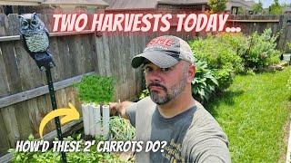 It's Finally Time, Japanese 2' Carrot & Sweet Potato Harvest || DHBG