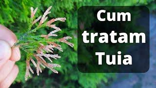 Thuja treatment | Thuja drying treatment | Why does the thuja dry out