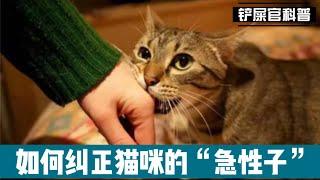 新手养猫：如何纠正猫咪的“急性子”？