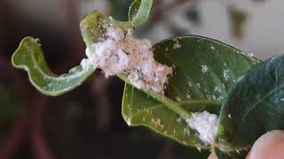 mealybugsll does your plant is suffering from mealybugs?? use DIY spray for them