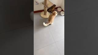 #shorts #Dangerous cat fight:#kitten #cutecat #cat #cute #animals