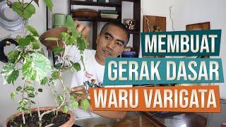 Membuat Gerak Dasar Bahan Bonsai Waru (Hibiscus Tiliaceus) Varigata