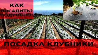 Посадка клубники осенью