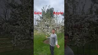 Gala Apple Problem #fruit #garden