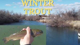 Winter Trout Fishing: Catching Rainbow Beauties!