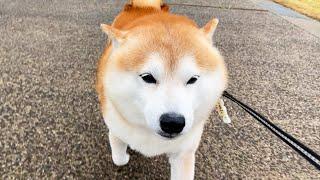 Shibe responded warmly the first time, but was cold the second time.