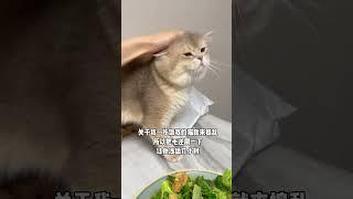 救命 最后生气的小表情也忒可爱了！ #铲屎官的乐趣#记录猫咪日常 #小猫咪撤回了一个撒娇