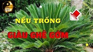 Trồng 12 cây này trong nhà sẻ giúp gia chủ may mắn trong mọi việc tiền vào như nước