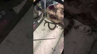 Live Feeding, Graphic Content, Death by envenomation Highonsnakes Crotalus Horridus/Timber Rattlesna