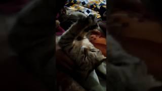 So sweet my cato #noughty cato#funny #short #shortvideo #2024