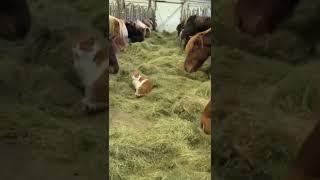 걷다보니 마굿간이었던 고양이의 최후 #shorts