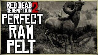 HOW TO GET A PERFECT RAM PELT - RED DEAD REDEMPTION 2 PRISTINE RAM HUNT