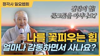 새로운 나를 찾아서│내 안의 감동은 삶을 빛나게 한다│정각사 일요법회