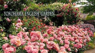 Yokohama English Garden 2022 Spring  #横浜イングリッシュガーデン #ROSE #禅ローズ