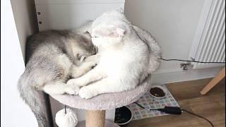 Way the mom cat loves her kitten is very strongly / Cuteness overload 