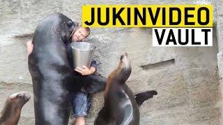 Funny Seal/Sea Lion Videos Compilation|| JukinVideo Vault