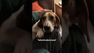 Copper, you're my very best friend #servicedogjourney #beagle