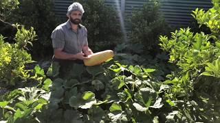 Ethnic Dads in the garden