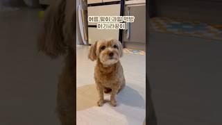자두 먹방 아기 라꿍이 #강아지 #말티푸 #shorts