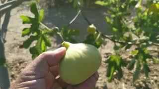 Constantin de Algeria. Rare yellow fig variety (English and Russian languages)