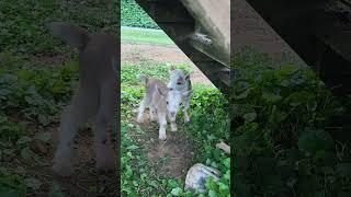 baby goat update! #goats #babygoats #goatsofyoutube