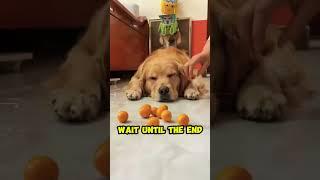 I Am The Best Hide and Seek Player In The World #tiktok #shorts #cutedog