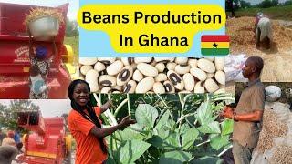 how to start beans production from scratch in Ghana with small capital and profit | beans farming