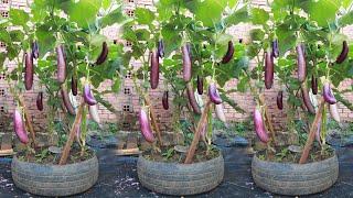 Soybean pulp and ripe bananas - The secret to growing eggplants at home for lots of fruit