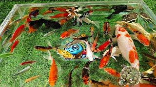 Unboxing Colorful Ornamental Fish, Red Tail Catfish, Manfish, Oscar Fish, Glofish, Koi Fish,Goldfish