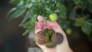 百分之九十九的人都沒吃過這種野果吧? 我們這叫山荔枝,你們怎麼叫呢#我的鄉村生活 #大自然的饋贈 #農村生活