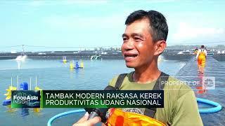 Top! KKP Bangun Tambak Udang Modern Raksasa, Segini Produksinya