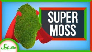 The Hidden Superpowers of Moss