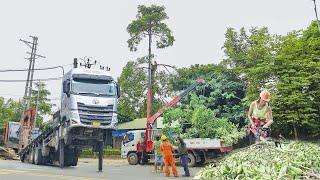 Tran Dieu Linh and Crane Operator Job: Use crane to trim large trees | Tran Dieu Linh - Daily Life