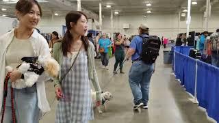 Fall Canada Pet Expo 2024 / Cute Cool Dogs #petlovers #dogs