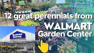 Top 12 Easy-to-grow Perennials for Beginners: Walmart Edition 2023