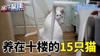 养在十楼的15只猫 #案件聚焦 FULL