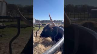 Stuck Again #cow #farming #animals #shortsfeed #animals