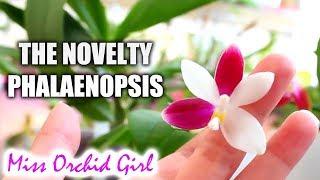 Standard Vs. Novelty Phalaenopsis Orchids