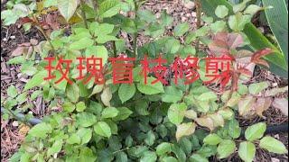 玫瑰盲枝修剪，让植株长得更快，花苞结得更多