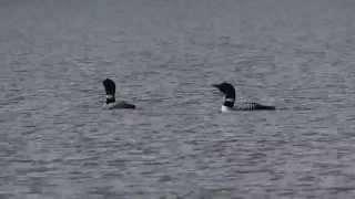 Svartnäbbad islom i duett - Great Northern Diver singing in duet!