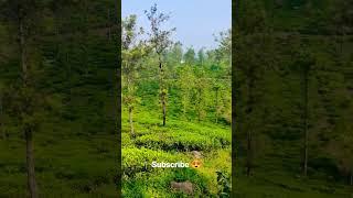 beautiful nature in wayanad || Kerala wayanad #nature #malayalam #beautiful #teaestate #SoorazD