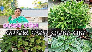 ବୋଉଙ୍କ ବଗିଚା || ହୋଇଛି ବିଭିନ୍ନ  ପ୍ରକାର ଶାଗ(saga)  ||odia terrace garden || jitanshu sekhar odia