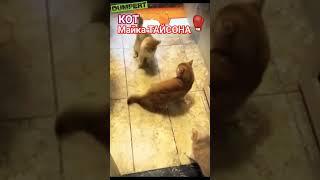 Техничний КОТ-БОКСЕР #КОТ #бокс #боксёр