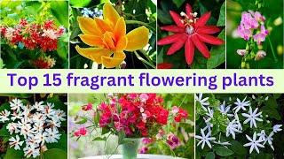 Top 15 Fragrant/ Scented / Aromatic Flower plants |fragrant garden plants| fragrant plants #fragrant