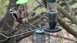 Robin, Goldfinch, Blue tit, Great Spotted Woodpecker in my garden